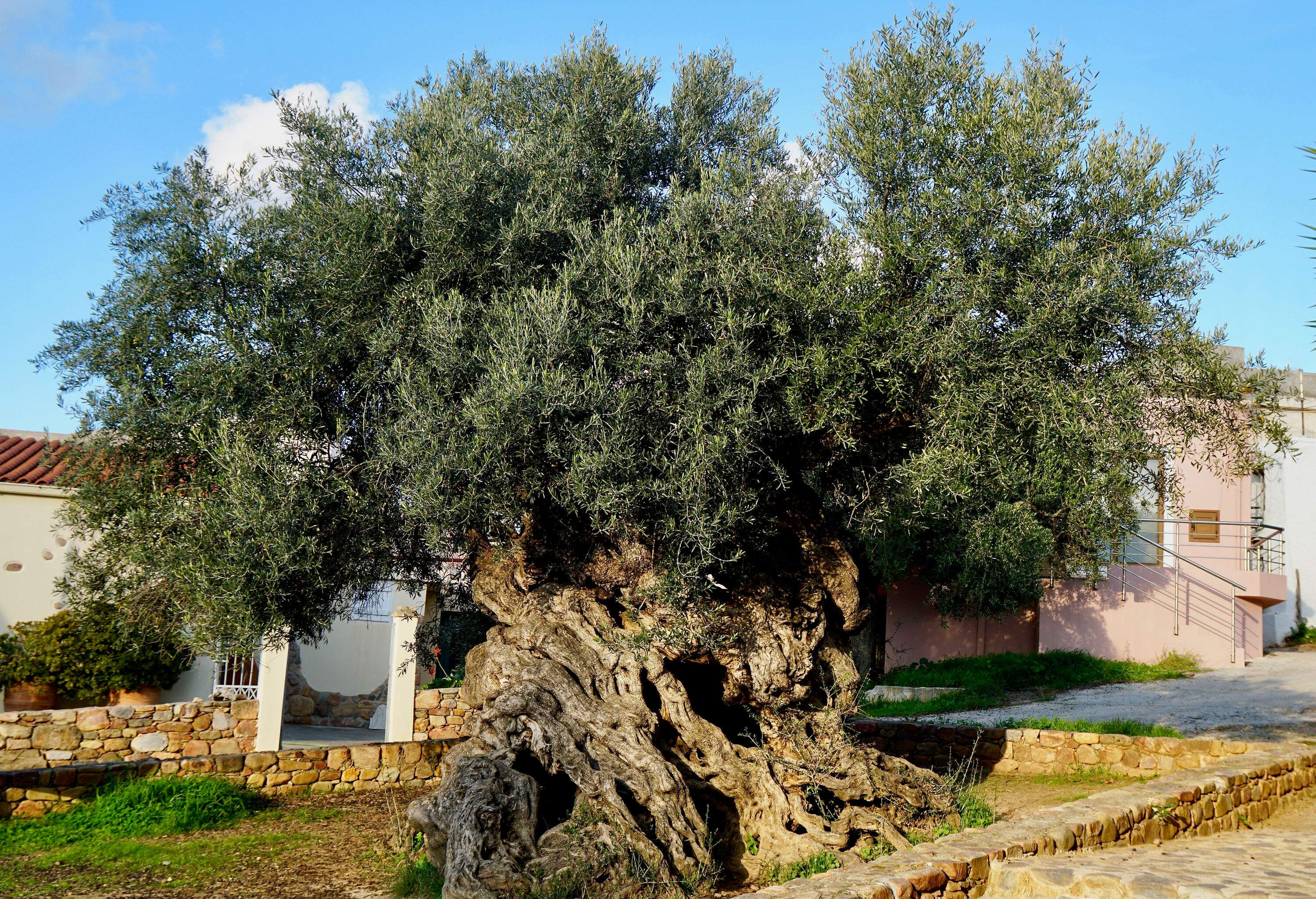 An old tree with large branches and gnarled wood surrounded by traditional houses.