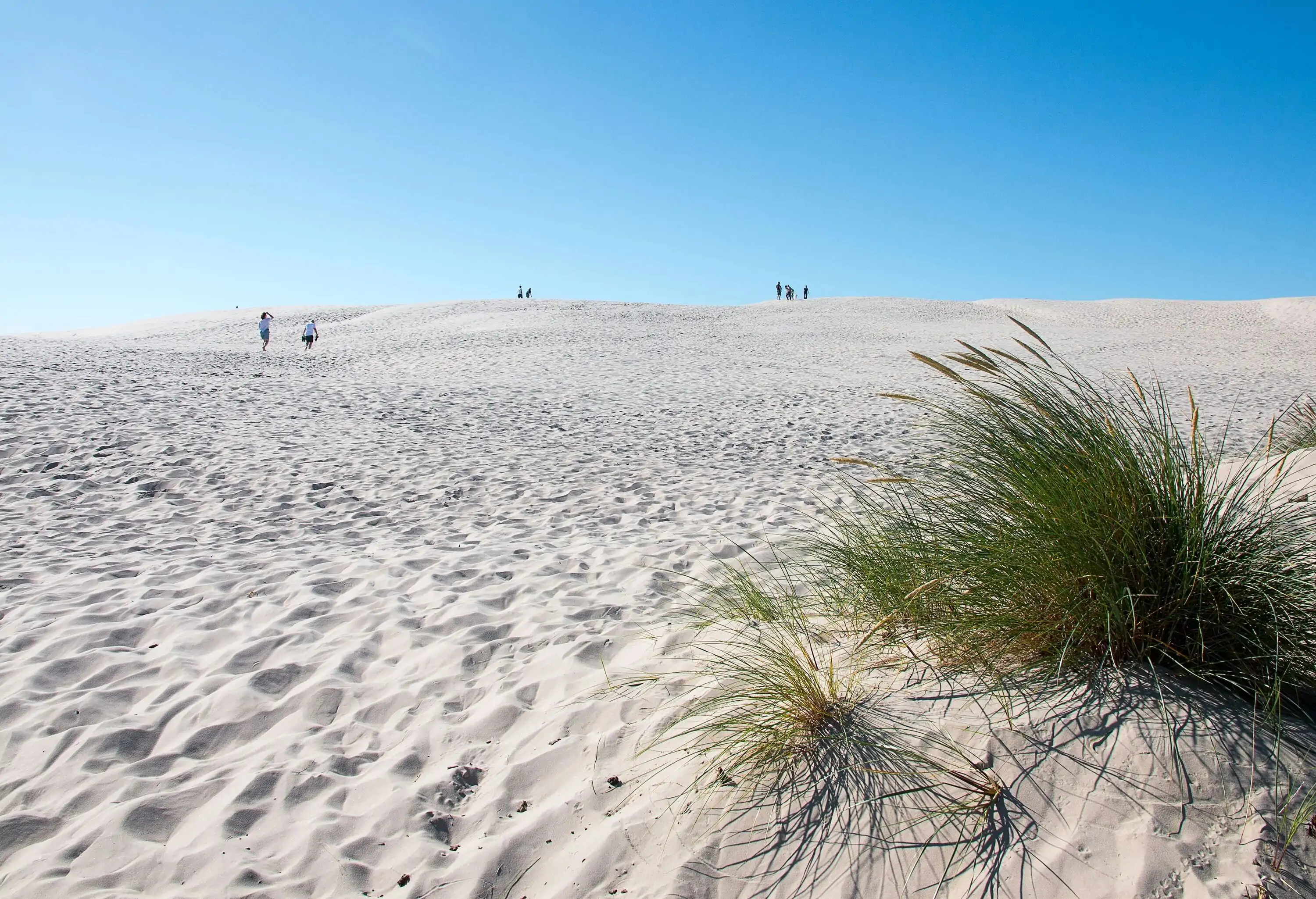 Taken at Raabjerg Mile, a migrating coastal dune outside of Skagen, Denmark. It is the largest moving dune in Northern Europe.