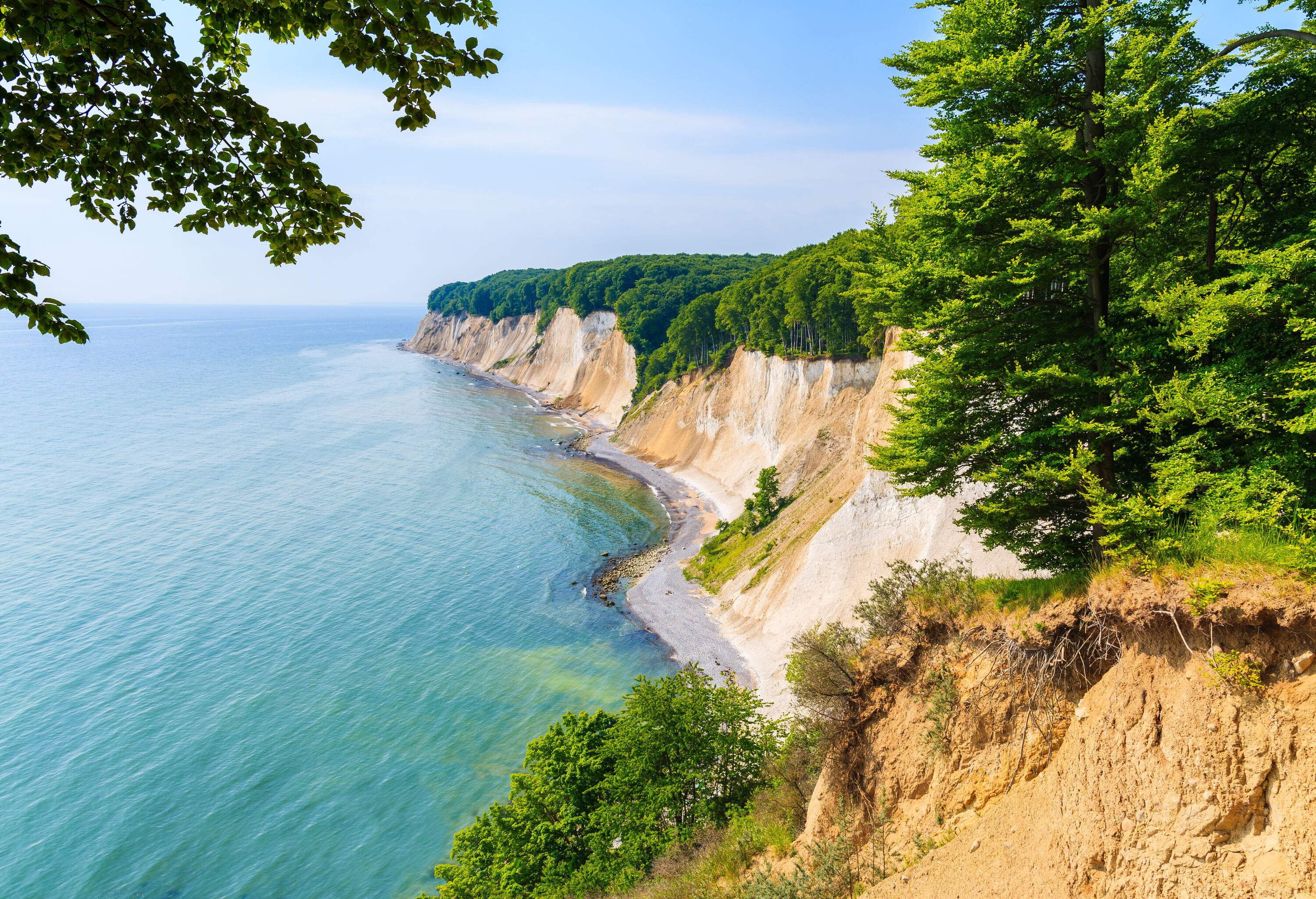 Coastline of white chalk cliffs covered in dense forest.