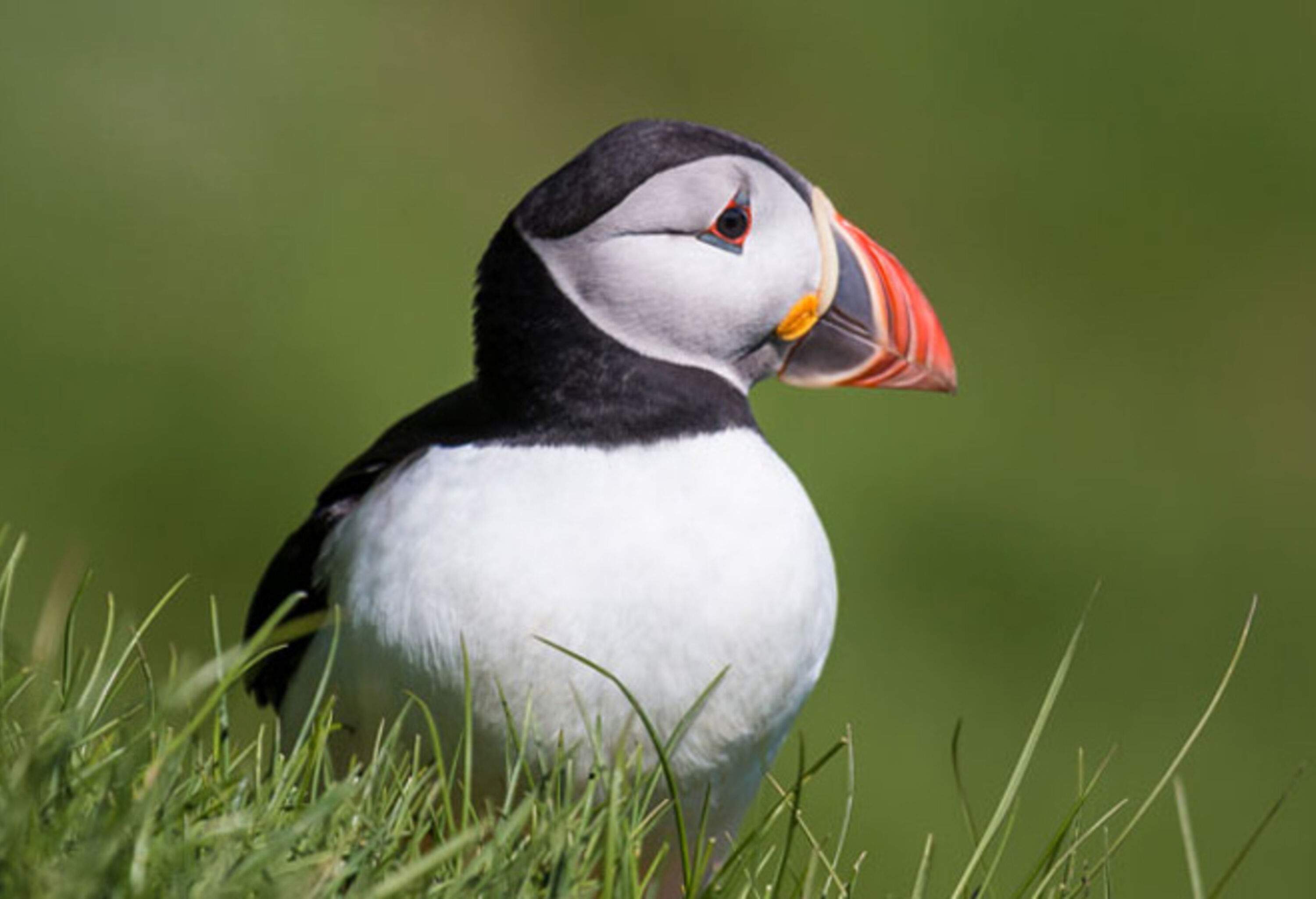 A beautiful Atlantic puffin bird sitting on the grass.