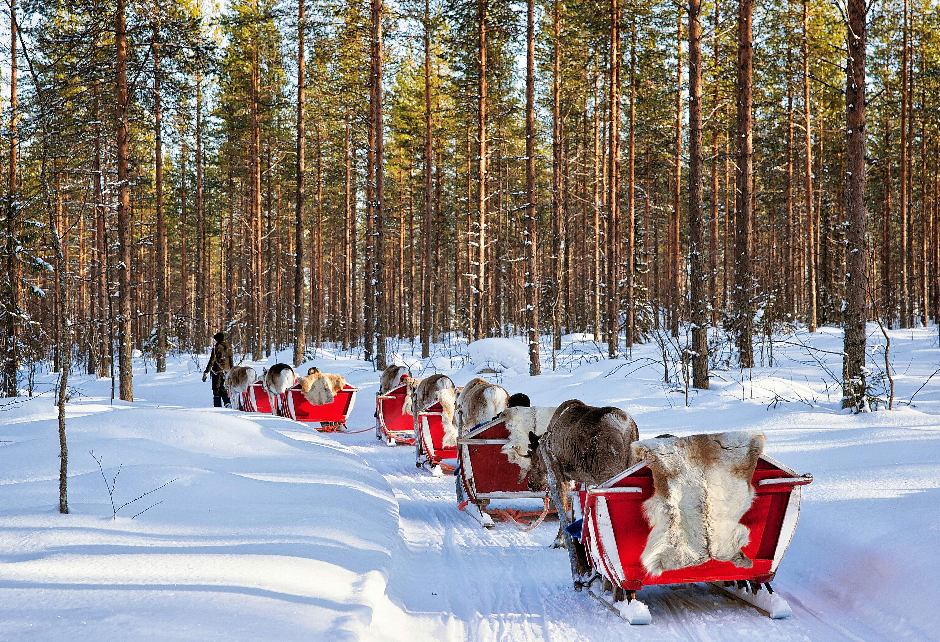 A line of red sledges pulled by reindeers and carrying passengers through a snowy forest with lofty trees.