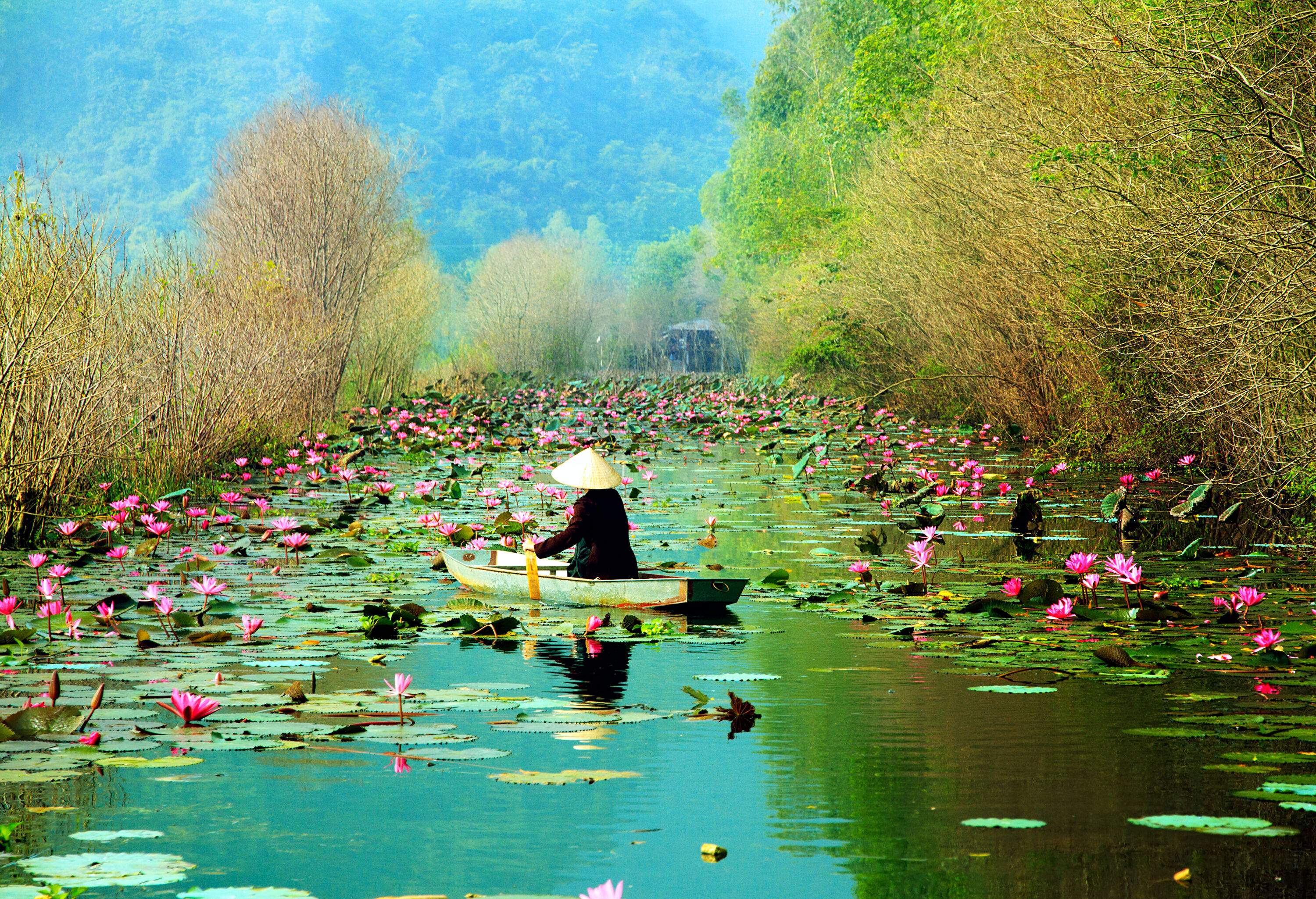 A person wearing a cone-shaped hat rowing a rustic boat across a river with water lilies on the surface of the water.