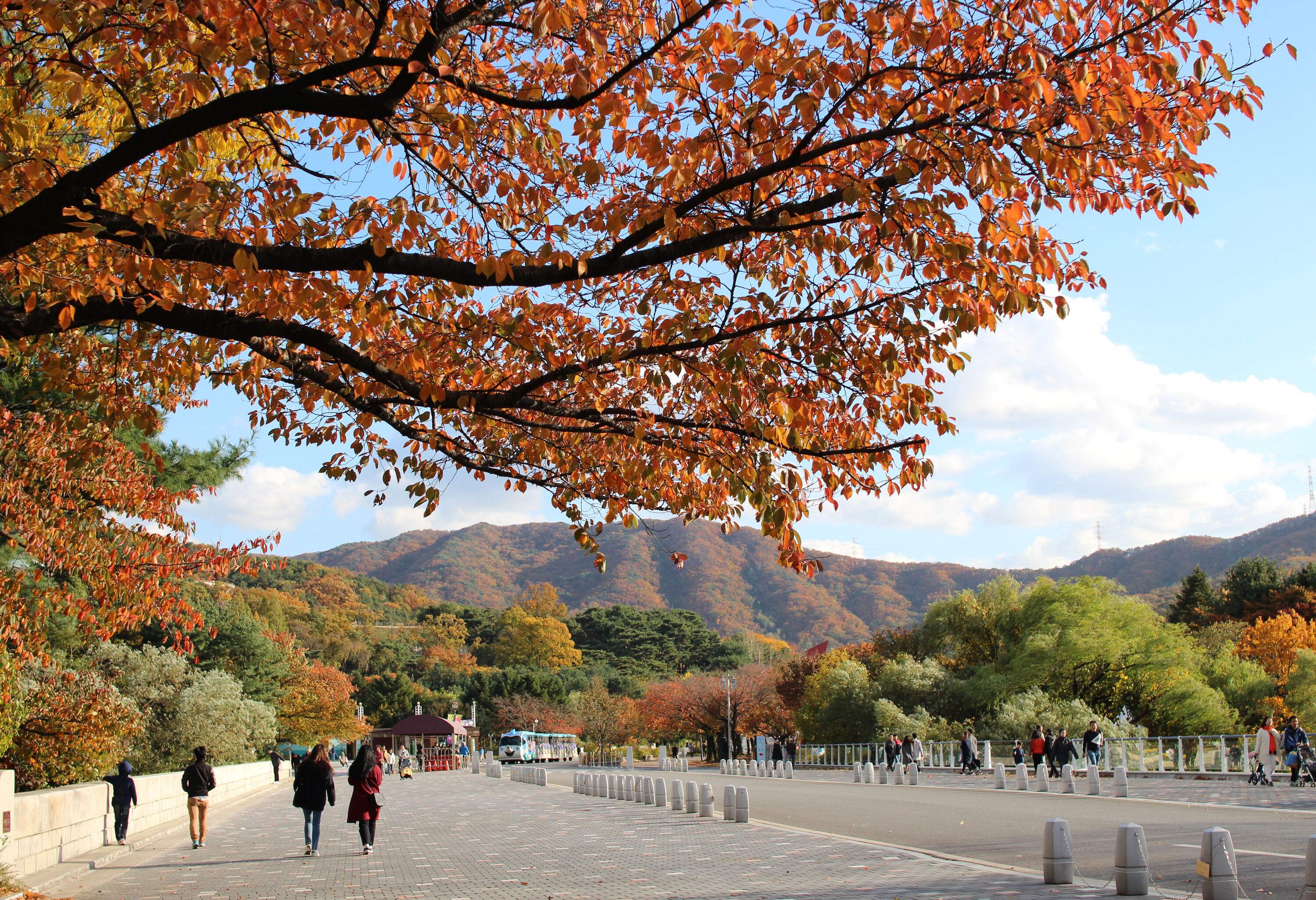 People strolling down paved walkways on either side of the park road, surrounded by fall trees.