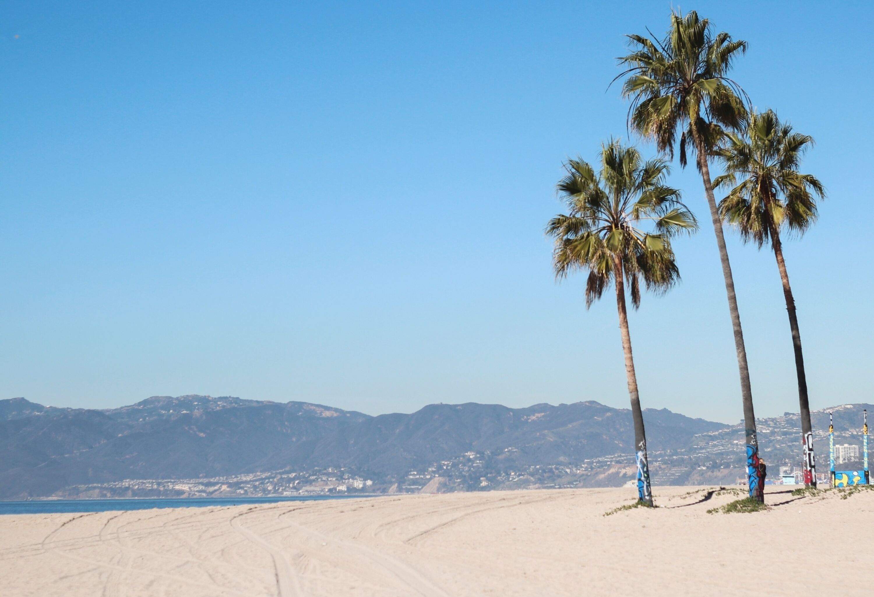 A picturesque beach with tall coconut trees on the sand and mountains in the distance.