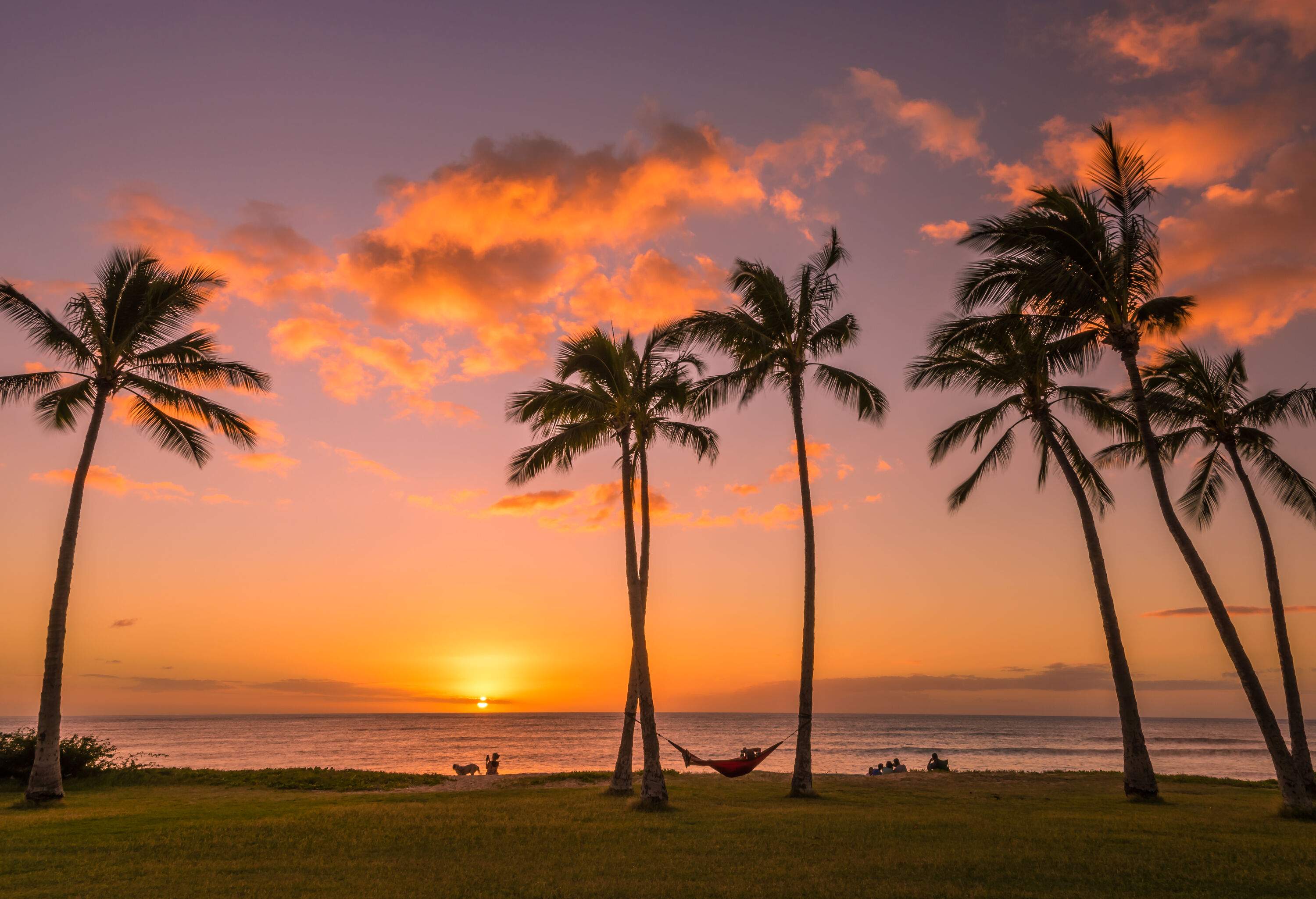 The tall palm trees stand firm on the grassy coast overlooking the vast sea with a scenic sunset view.