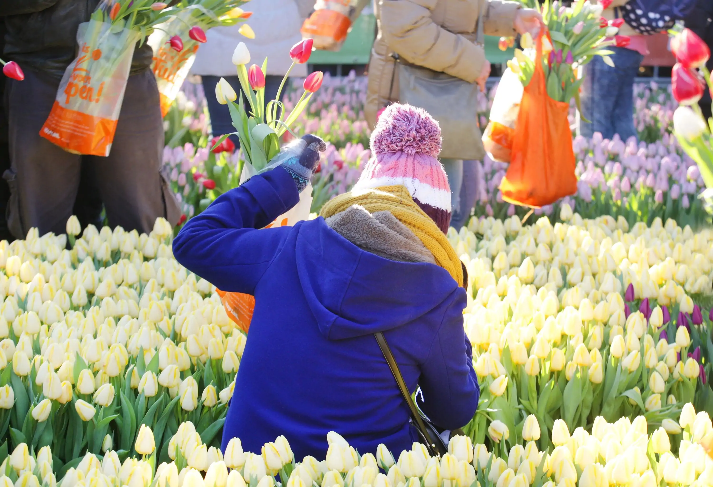 People pick tulips that were placed in front of the Royal Palace at Dam Square to celebrate the beginning of the tulip season in Amsterdam,Netherlands.