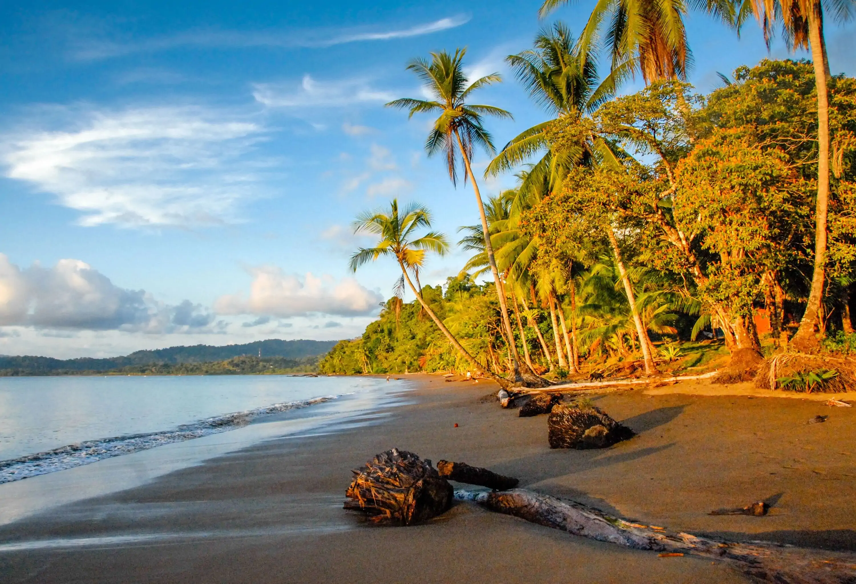 A tranquil beach with a black sand shore lined with tall green trees.