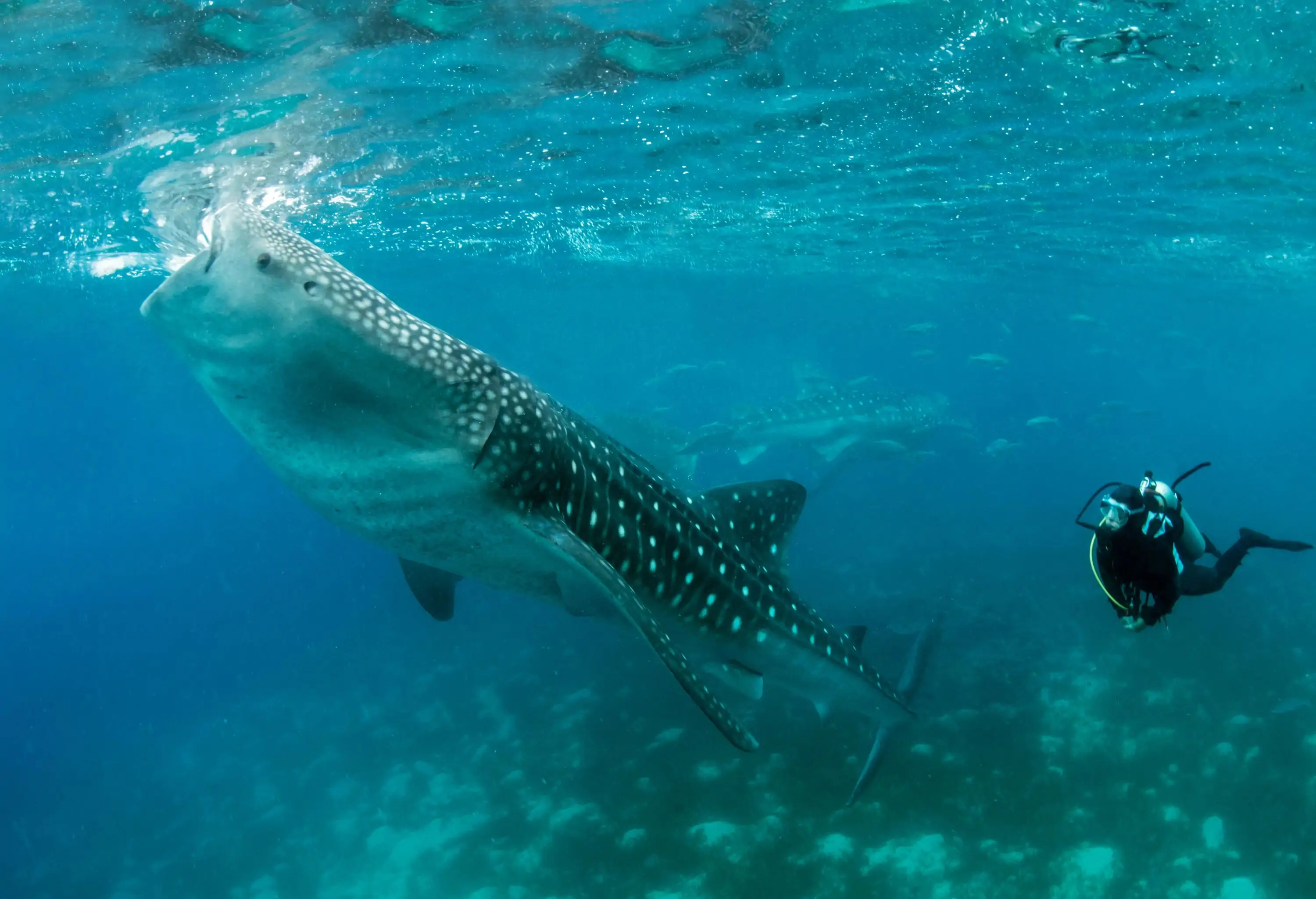 An individual diving underwater with a majestic whale shark.