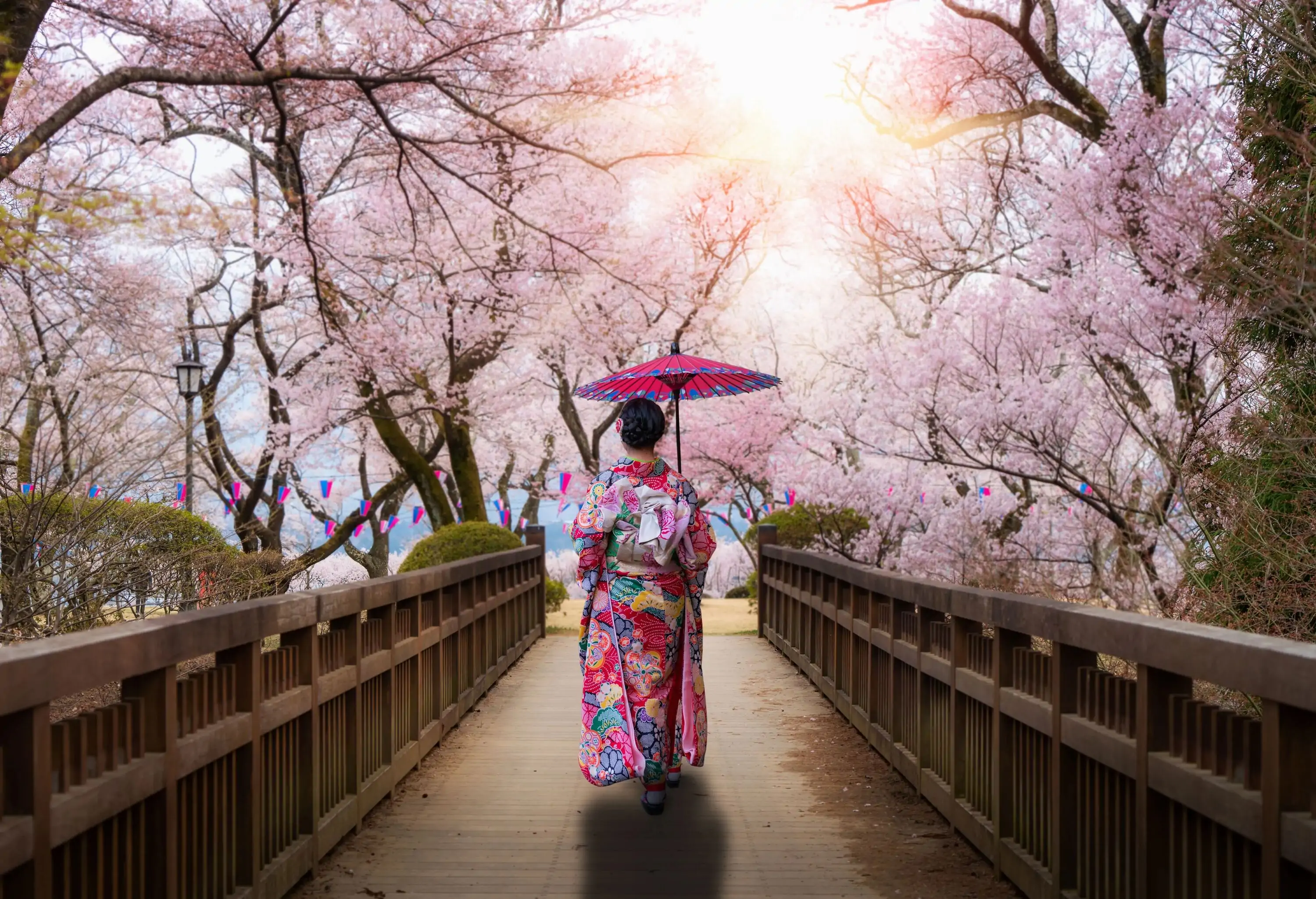 A woman in a traditional kimono and red parasol crosses a wooden bridge under the canopy of pink cherry blossoms.