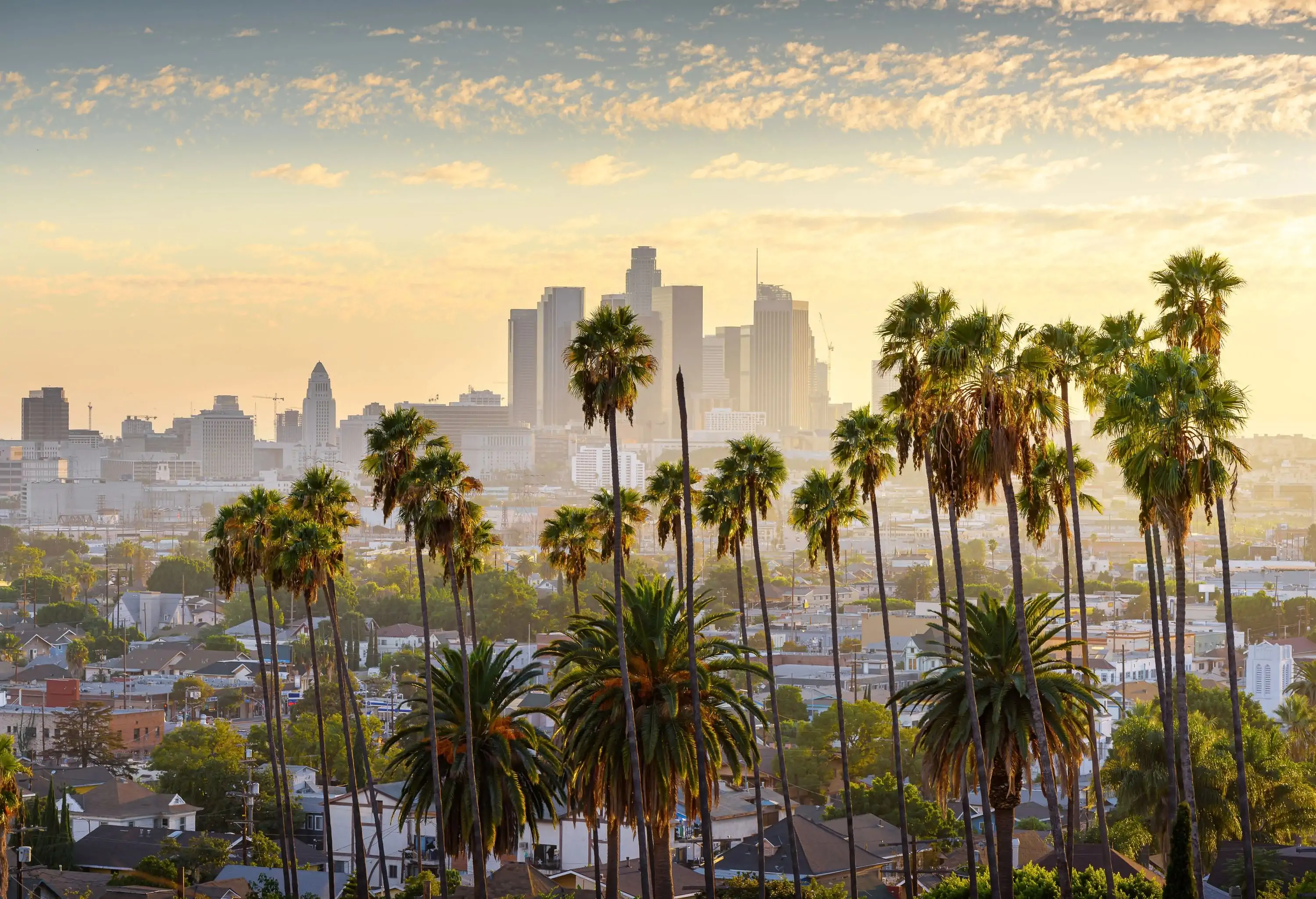 The downtown skyline behind a cluster of tall and short palm trees against the scenic sky at sunset.