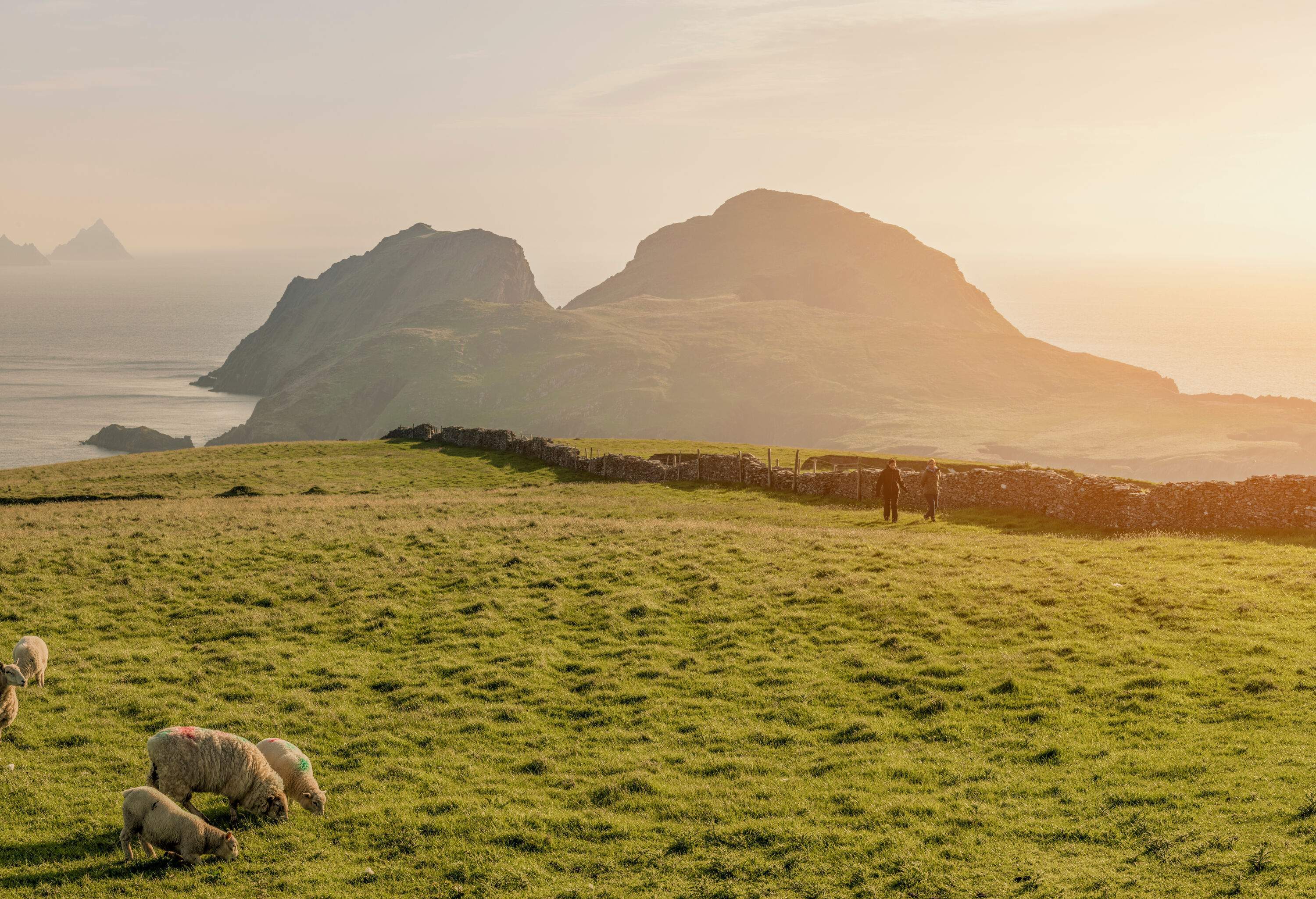 A herd of sheep peacefully grazes on a lush grassy area enclosed by a rustic stone fence, with a majestic steep rock formation in the background and the vast sea beyond.