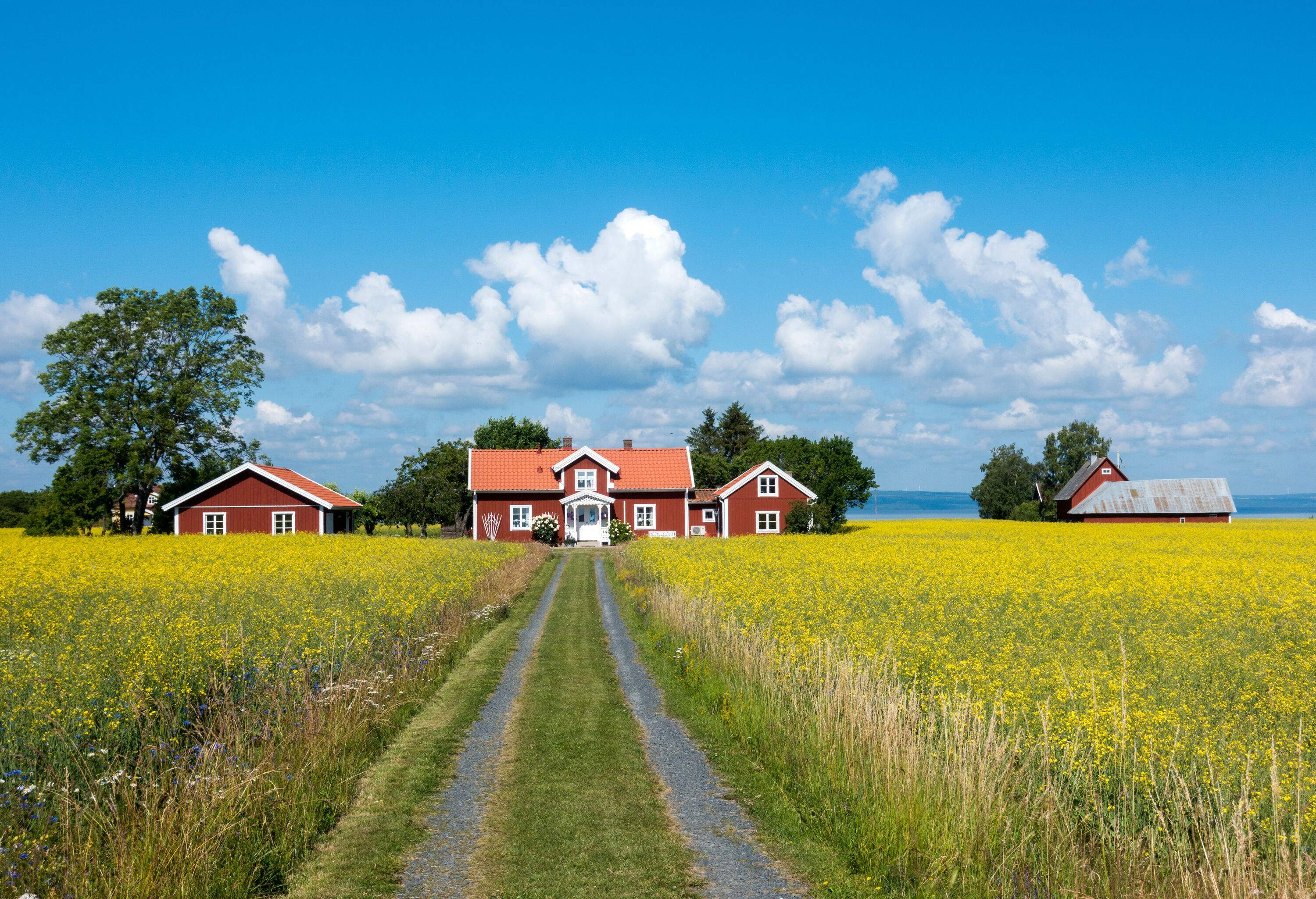 A dirt road in a yellow-flowered meadow leads to a traditional red farmhouse with white doors and windows.