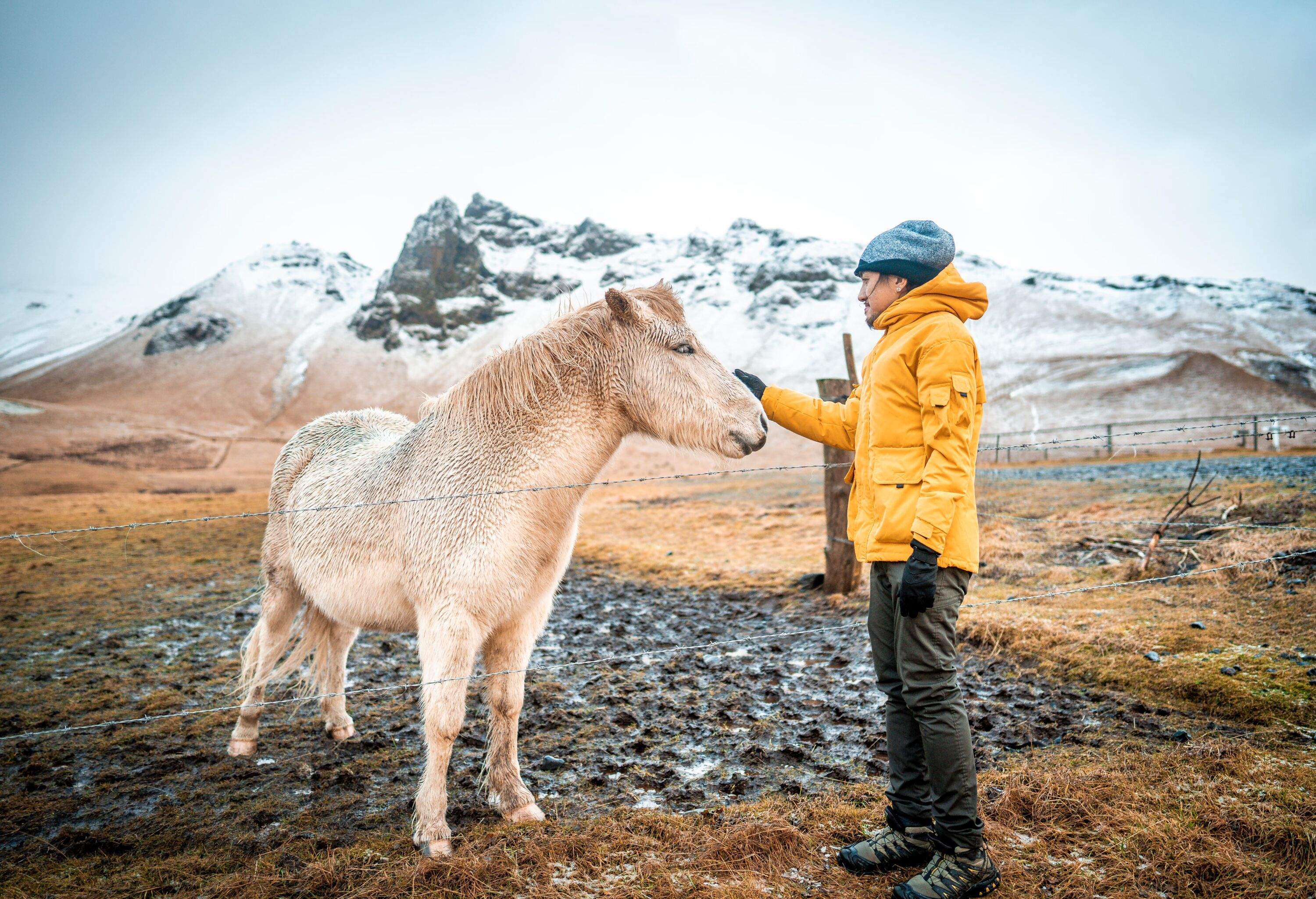 Man wearing yellow jacket stroking a white icelandic horse against a rugged snowy landscape