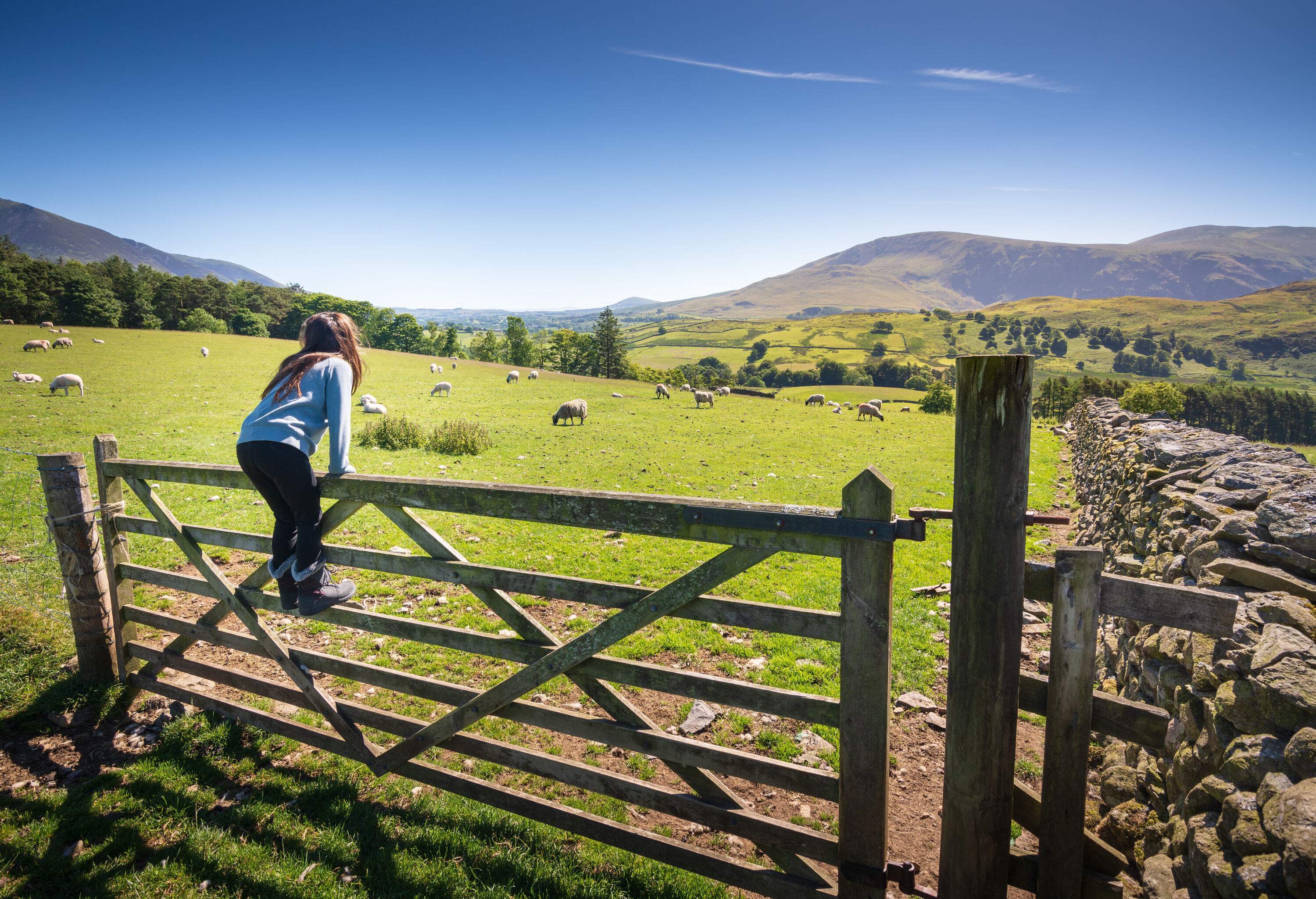 Little girl climbing over wooden gate by a green field looking at sheep in the Lake District on a sunny day