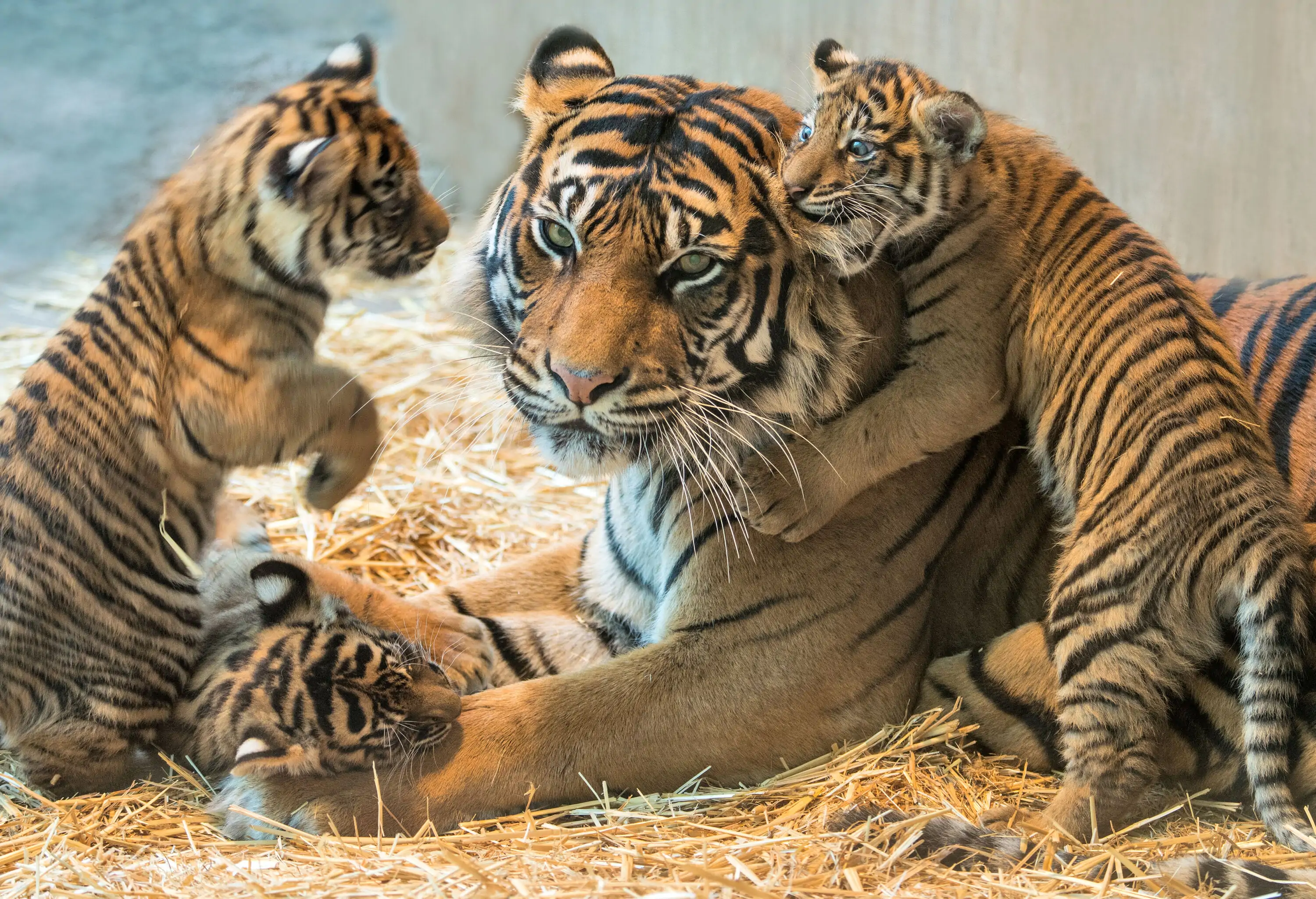 Little tiger cubs playing and climbing on their mother resting on on a patch of wilted grass.