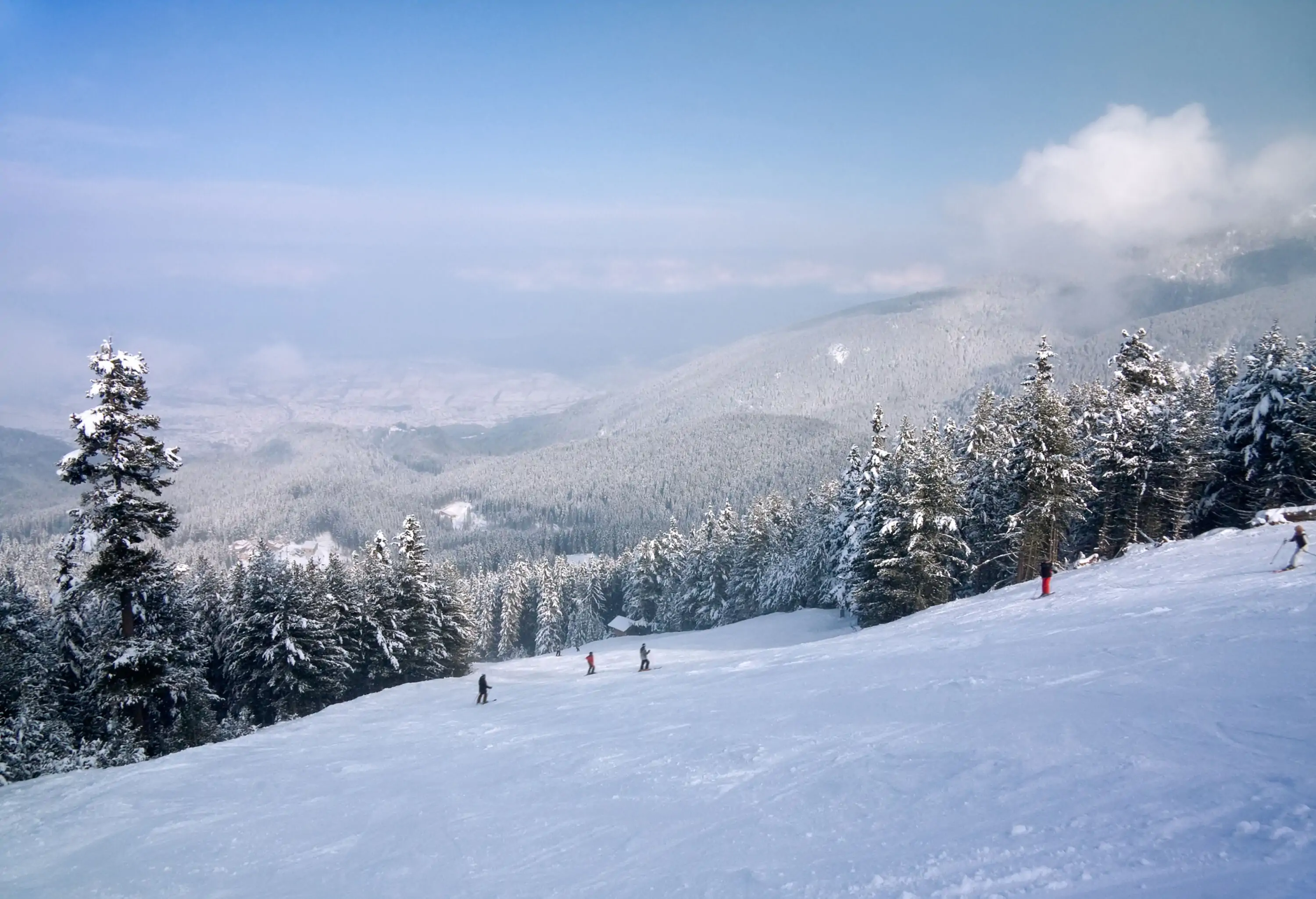 People skiing on a sloppy ski slope lined with tall, frost-covered trees.