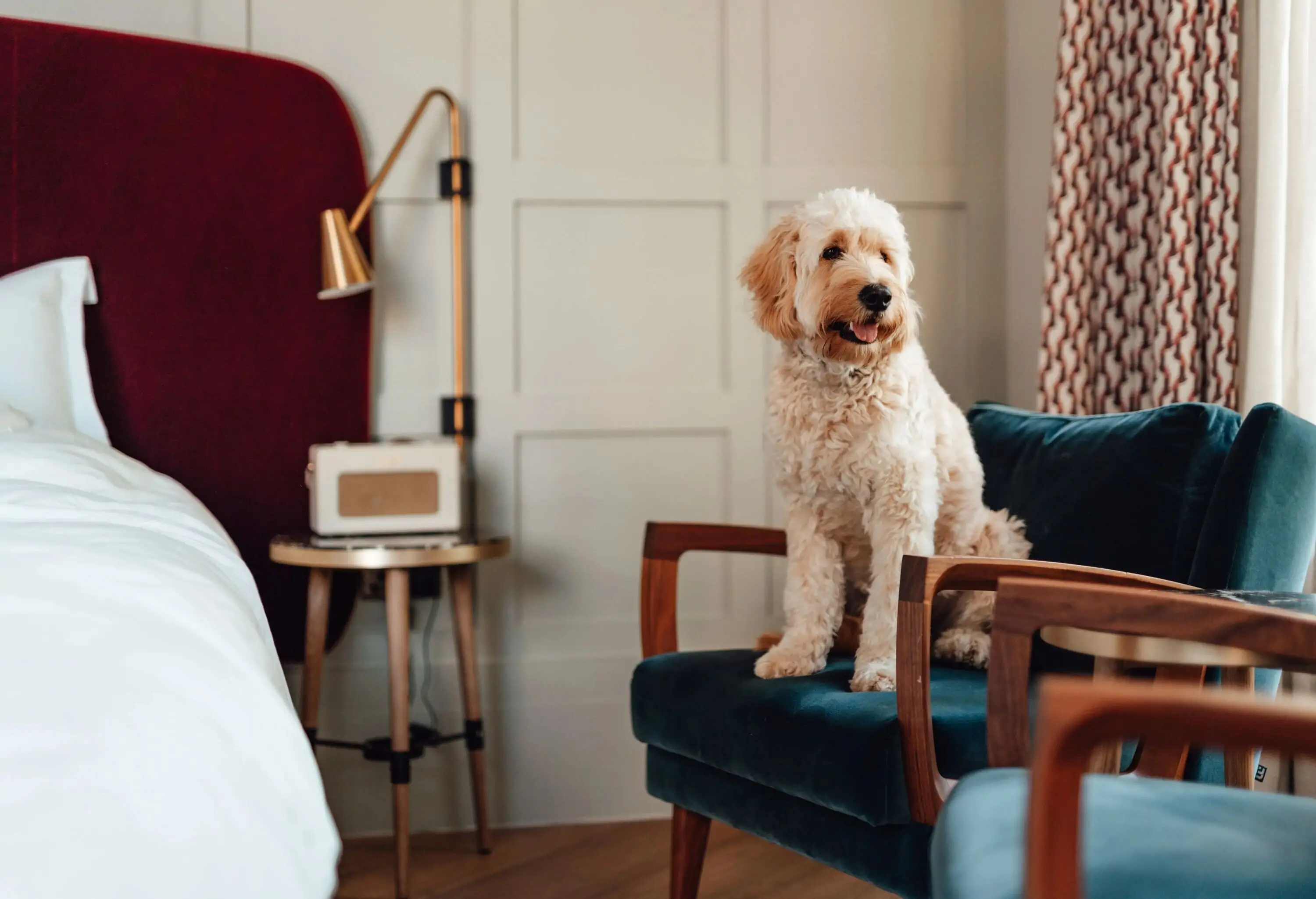 A curly-haired brown-fur dog sits on a blue chair near the bed.