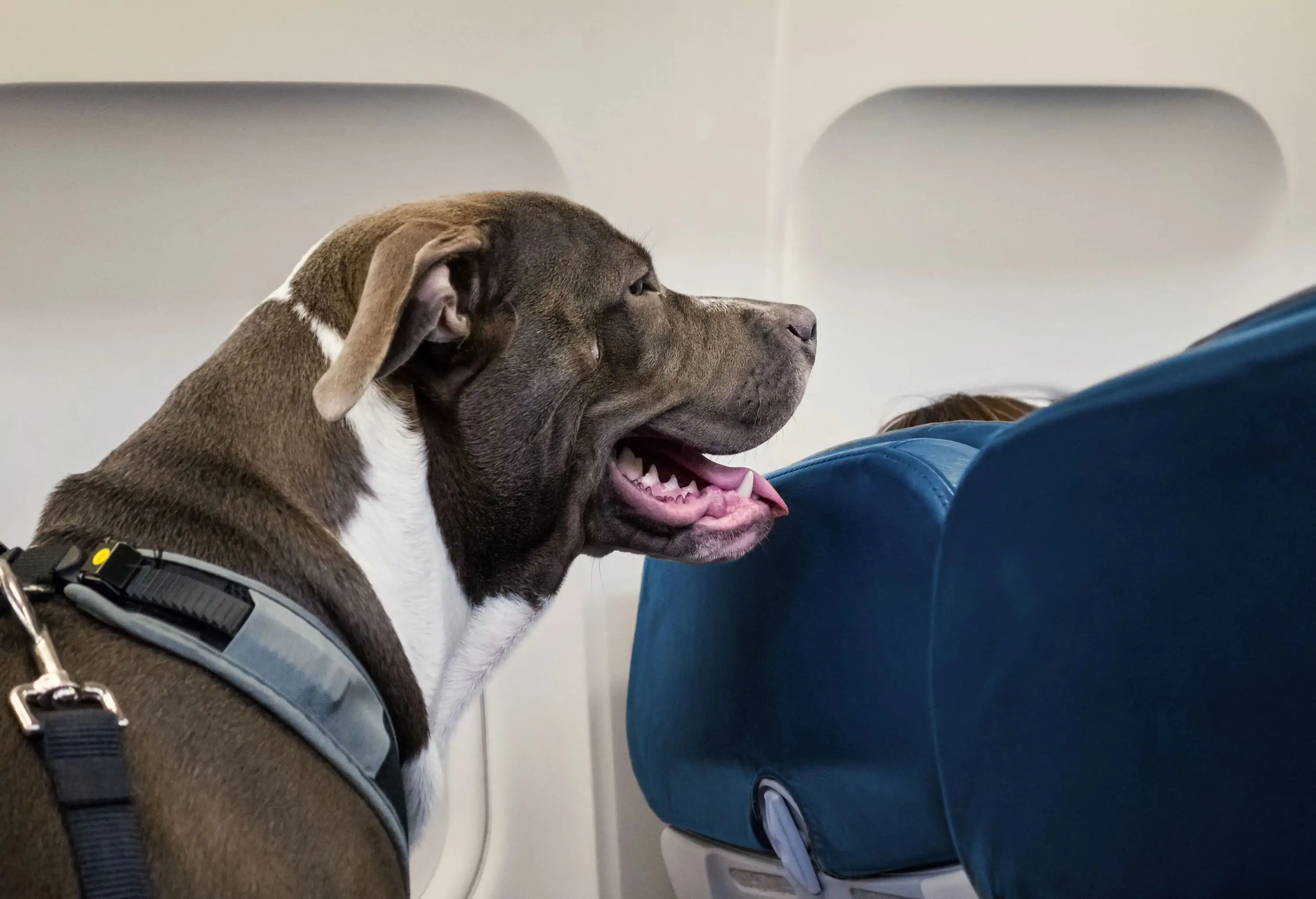 Pit Bull Service Dog Travels on Airplane Seat