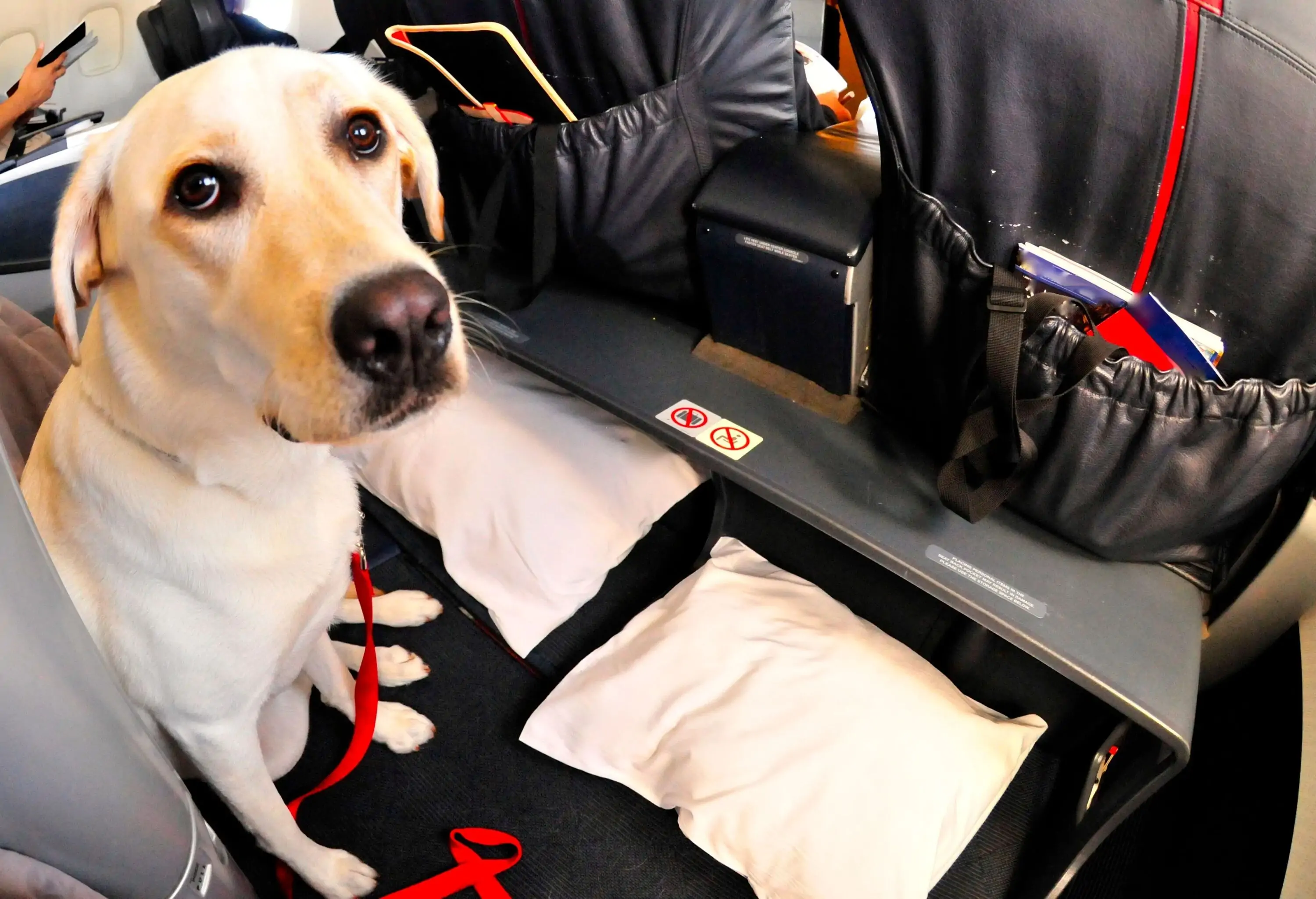 Service dog on plane