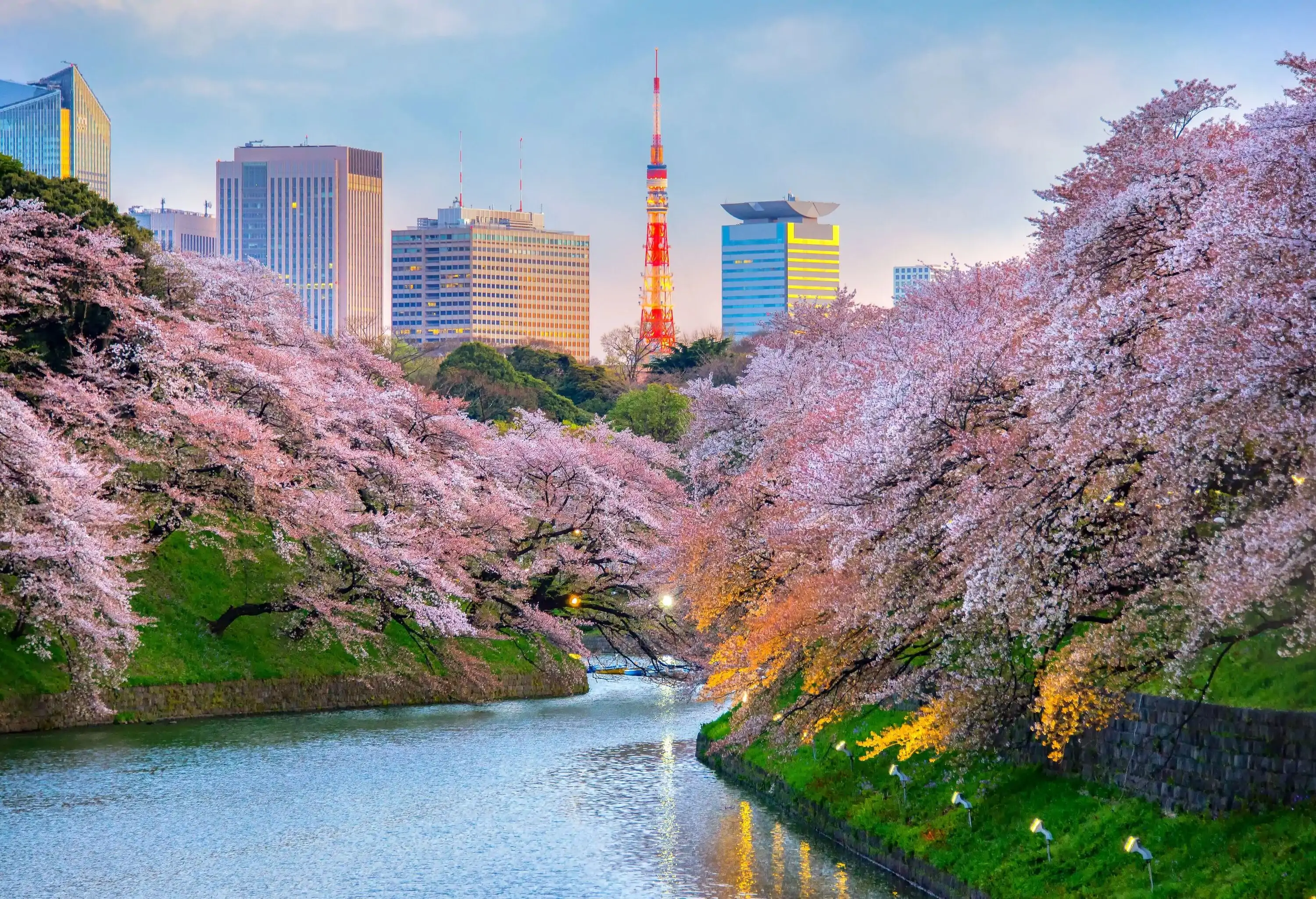 Chidorigafuchi park during the spring season this area is popular sakura spot at Tokyo, Japan