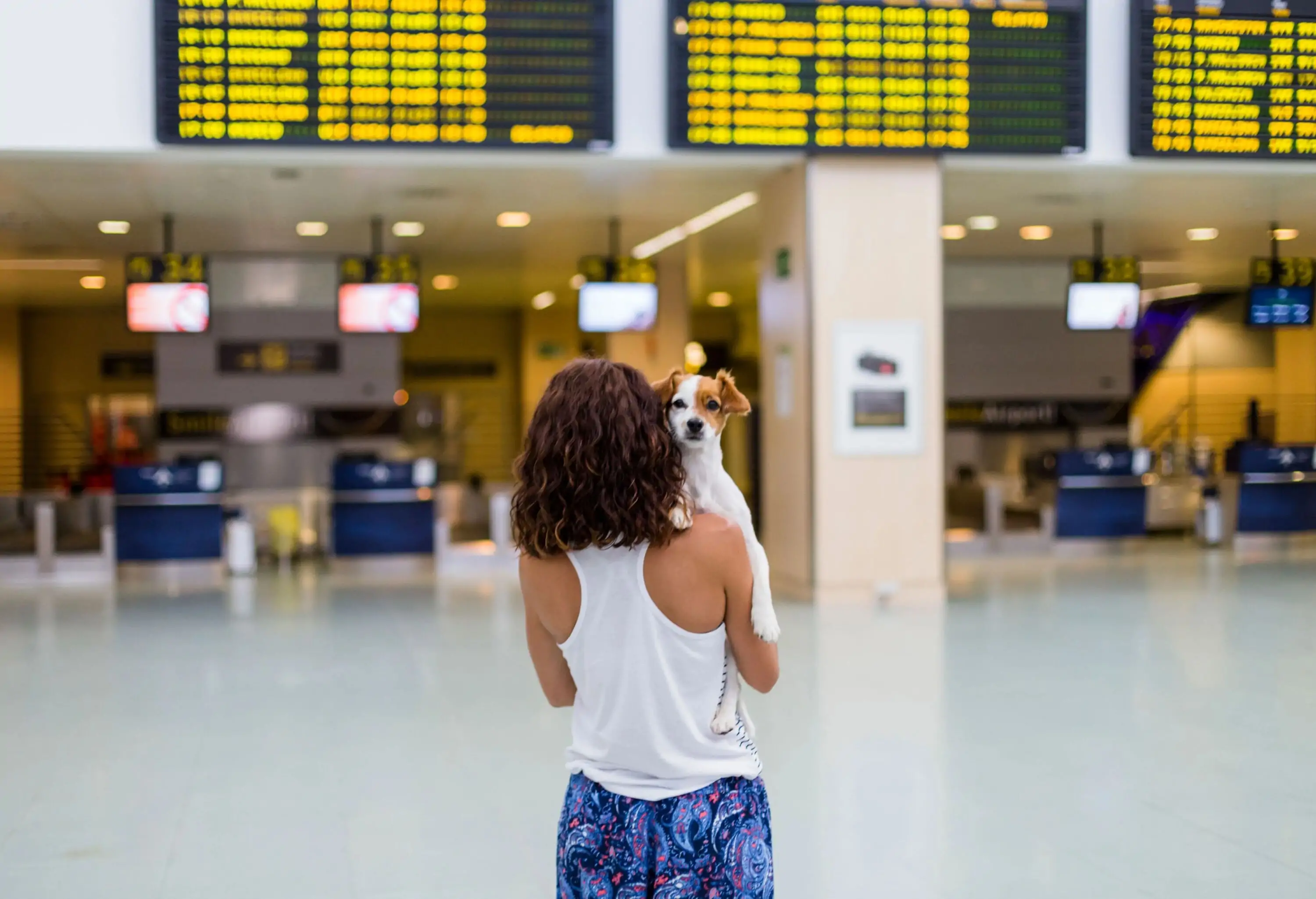 traveler woman and her dog at the airport. information screens background. travel and transportation with technology concept.