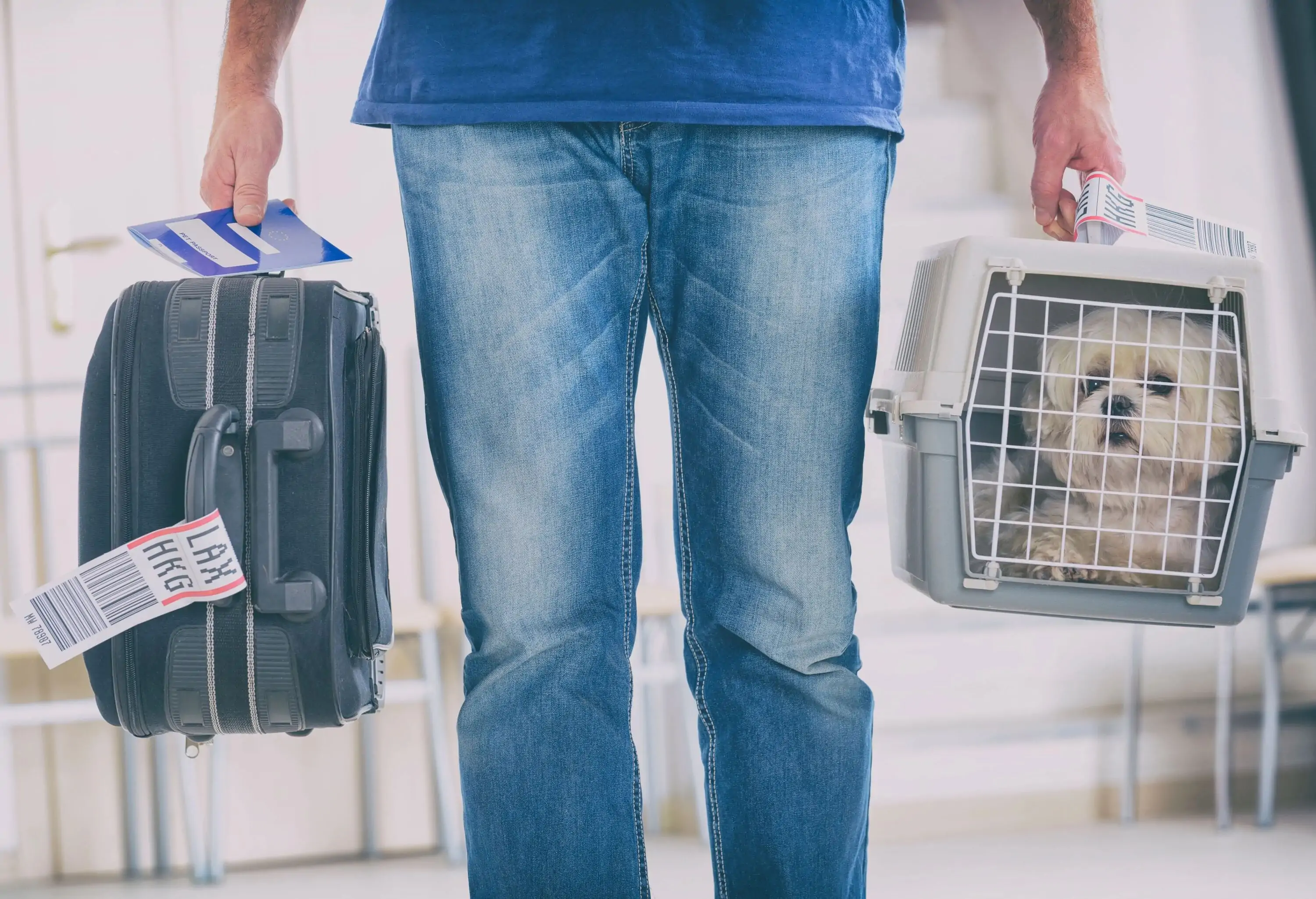 little dog in the airline cargo pet carrier at the airport after a long journey