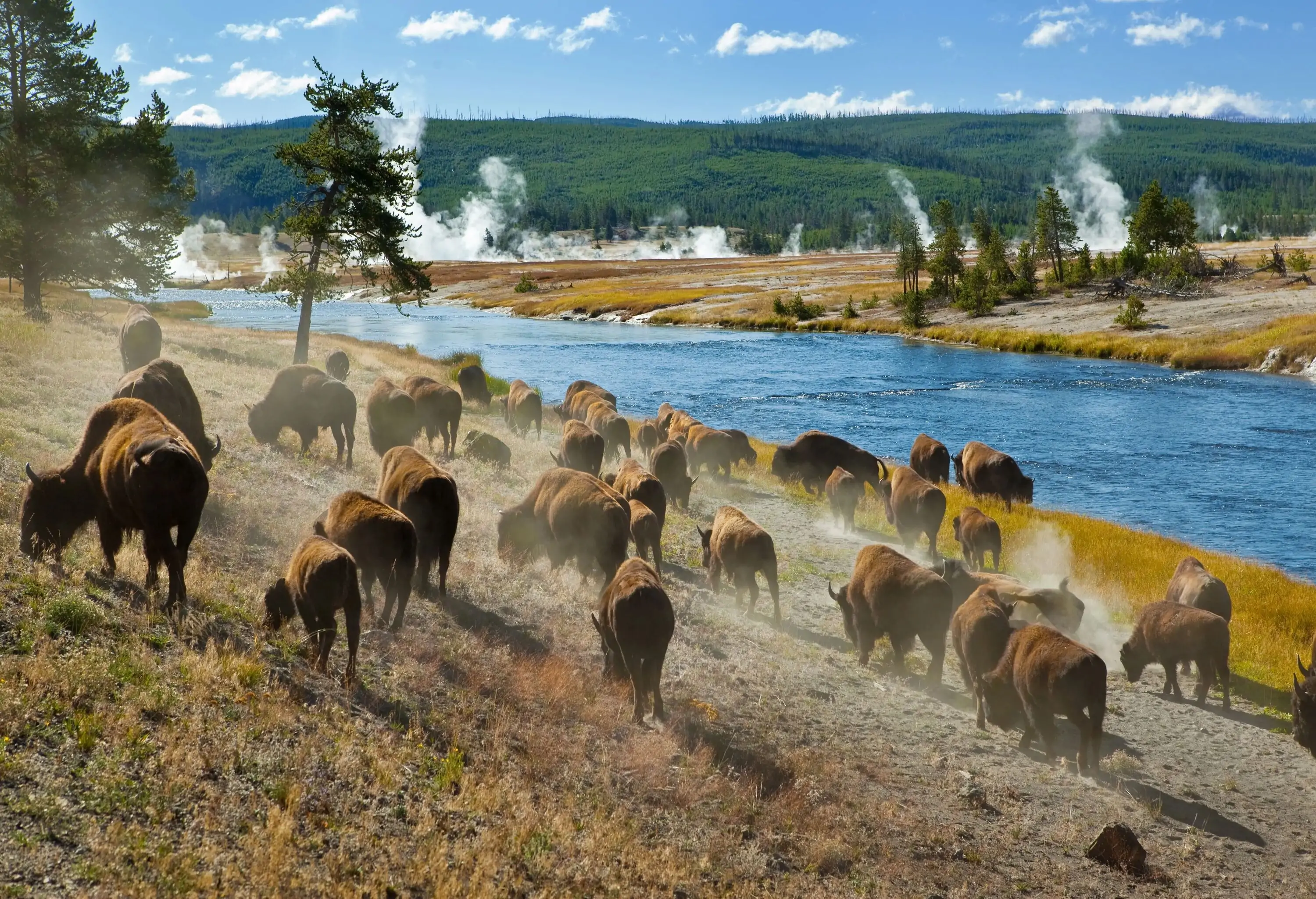 A herd of bison grazing on grass along a calm river.